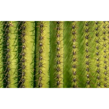 Natural Cactus Plants